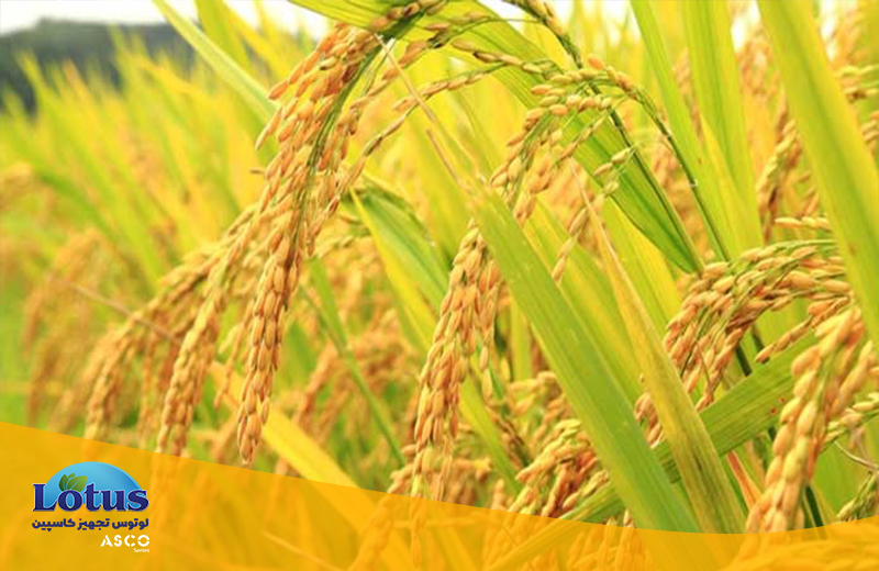 مقدار نیتروژن و پروتئین برنج چقدر است؟