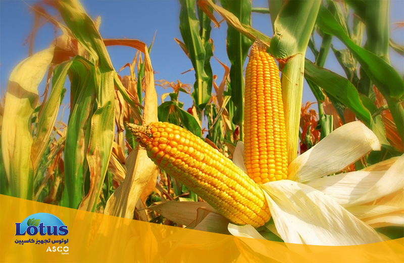 اندازه گیری پروتئین ذرت با کجلدال سری ASCO
